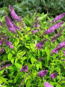 Obraz Buddleja